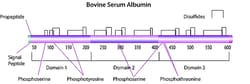 Sigma Aldrich Fine Chemicals Biosciences Bovine Serum Albumin solution