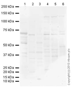 Abcam Rabbit IgG, polyclonal - Isotype Control (ChIP Grade), Quantity: