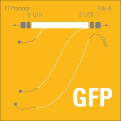 System Biosciences LLC&nbsp;mRNAExpress&trade; GFP TranscriptmRNAExpress GFP transcript (positive control) = 10 µg
