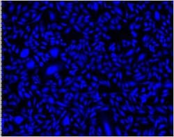 Abcam Cell Tracking Dye Kit - Blue - Cytopainter, Quantity: Each of 1