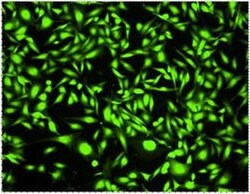 Abcam Cell Tracking Dye Kit - Green - Cytopainter, Quantity: Each of 1