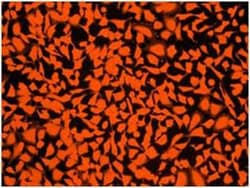 Abcam Cell Tracking Dye Kit - Orange - Cytopainter, Quantity: Each of 1