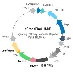 System Biosciences LLC pGreenFire1-ISRE (EF1α-neo) LentivectorpGreenFire1-ISRE (plasmid)+ EF1α-Neo= 10 µg | Buy Online | System Biosciences LLC | Fisher Scientific
