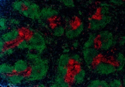 Biolegend Alexa Fluor 488 Goat anti-rat IgG (minimal x-reactivity), Quantity: