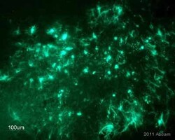 Abcam Biotin Goat polyclonal to GFP, Quantity: Each of 1