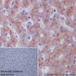 Abcam Rabbit monoclonal [EP630Y] to MAP4K1/HPK1, Quantity: Each of 1