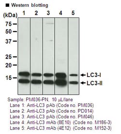 MBL International Corporation Positive control for Anti-LC3 Antibody, Quantity: