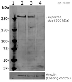 Abcam Rabbit polyclonal to KAT3B / p300, Quantity: Each of 1