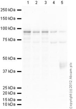 Abcam Mouse monoclonal [15B8] to beta Catenin, Quantity: Each of 1