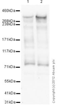 Abcam Mouse monoclonal [3G230 / NM-11] to KAT3B / p300 - ChIP Grade, Quantity: