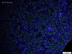 Abcam Rabbit polyclonal to Lrp2 / Megalin, Quantity: Each of 1