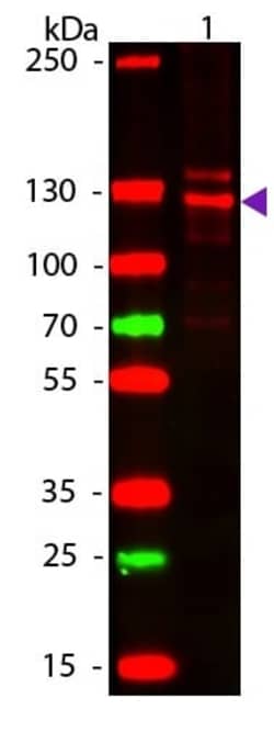Abcam Rabbit polyclonal to Collagen I, Quantity: Each of 1