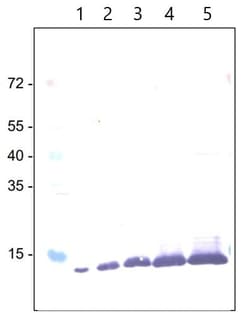 Abcam E. coli Positive Control (Escherichia coli ) Whole Cell Lysate -