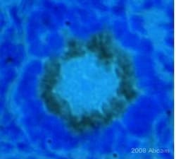 Abcam Goat Anti-Rabbit IgG H&L (HRP), Quantity: Each of 1