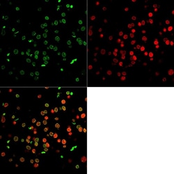 Abcam Rabbit polyclonal to Histone H3 - Nuclear Marker and ChIP Grade,