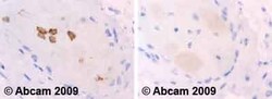 Abcam Rabbit polyclonal to Ret (phospho Y1062), Quantity: Each of 1