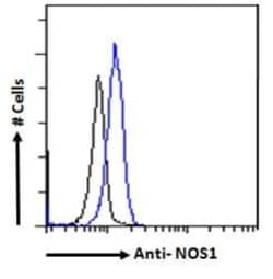 Abcam Goat polyclonal to nNOS (neuronal), Quantity: Each of 1