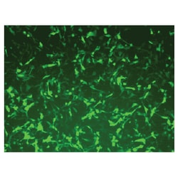 System Biosciences LLC pPACKH1 HIV LENTIVECTOR PACKAGING KIT - 25TpPACKH1 HIV Lentivector Packaging Kit= 25 Transfections | Buy Online | System Biosciences LLC | Fisher Scientific