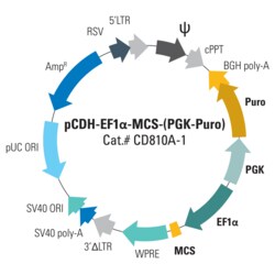 System Biosciences LLC&nbsp;pCDH-EF1α-MCS-(PGK-Puro) Bidirectional Promoter Cloning and Expression LentivectorpCDH-EF1α-MCS-(PGK-Puro) Bidirectional Promoter Cloning and Expression Lentivector = 10ug