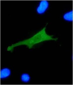 Abcam Mouse monoclonal [8E2] to HPV18 E7, Quantity: Each of 1