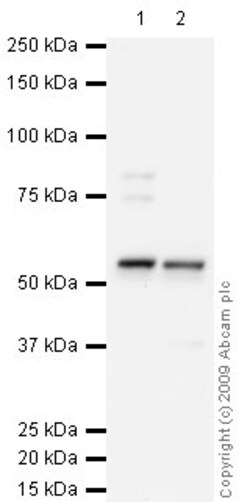 Abcam Rabbit polyclonal to Carbonic Anhydrase 9/CA9, Quantity: Each of