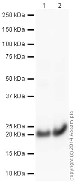 Abcam Rabbit polyclonal to Cofilin, Quantity: Each of 1