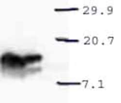 Abcam Rabbit polyclonal to MIF, Quantity: Each of 1