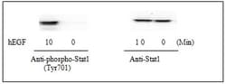 Abcam STAT1 (pY701) + total STAT1 ELISA Kit, 1 x 96 Tests, Quantity: Each