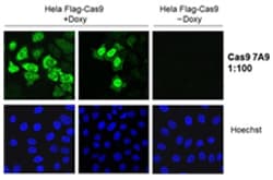 Biolegend Purified (azide-free) anti-CRISPR (CAS9), Quantity: Each of 1