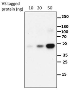 Biolegend Purified anti-V5-tag, Quantity: Each of 1