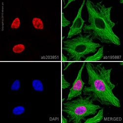 Abcam Alexa Fluor 647 Mouse monoclonal [mAbcam 1220] to Histone H3 (di