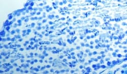 Abcam Luxol Fast Blue Stain Kit (Myelin Stain), Quantity: Each of 1