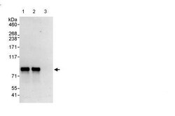 Abcam Rabbit polyclonal to BMAL1, Quantity: Each of 1
