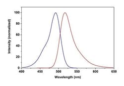 Abcam Phalloidin-iFluor 488 Reagent, Quantity: Each of 1