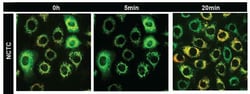 Abcam JC-1 - Mitochondrial Membrane Potential Assay Kit, Quantity: Each