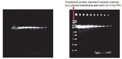 Abcam Western Blot Marker Pen, Quantity: Each of 1