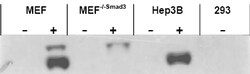 Abcam Rabbit polyclonal to SMAD1/3/5 (phospho S423 + S425), Quantity: Each