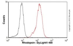 Abcam Mouse monoclonal [Rho 4D2] to Rhodopsin, Quantity: Each of 1