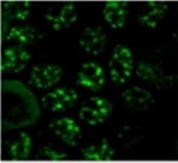 Abcam Mouse monoclonal [SC-35] to SC35 - Nuclear Speckle Marker, Quantity: