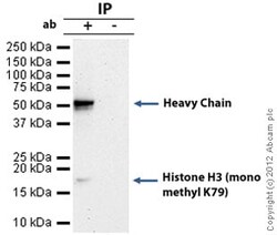 Abcam Rabbit polyclonal to Histone H3 (mono methyl K79) - ChIP Grade, Quantity: