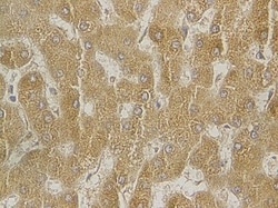 Abcam Rabbit polyclonal to Osteocalcin, Quantity: Each of 1
