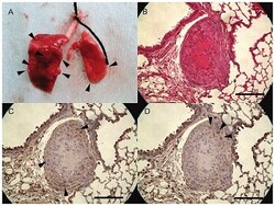 Abcam 100 x Citrate Buffer pH 6.0, 50ML, Quantity: Each of 1