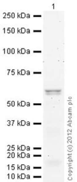 Abcam Mouse monoclonal [N295B/66] to ARL13B, Quantity: Each of 1