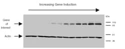 Abcam Mouse monoclonal [AC-15] to beta Actin, Quantity: Each of 1