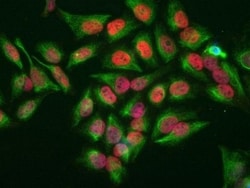 Abcam Rabbit polyclonal to c-Fos - BSA free, Quantity: Each of 1