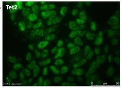 Abcam Rabbit polyclonal to Tet2, Quantity: Each of 1