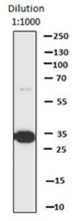 Biolegend Direct-Blot HRP anti-DYKDDDDK Tag, Quantity: Each of 1