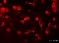 Abcam Chicken polyclonal to beta Galactosidase, Quantity: Each of 1