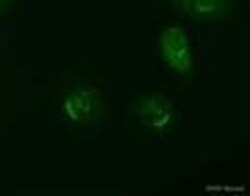 Abcam Rabbit polyclonal to TGN46 - Golgi Marker, Quantity: Each of 1