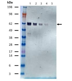 Abcam Alkaline Phosphatase Mouse monoclonal [AD1.1.10] to 6X His tag, Quantity: